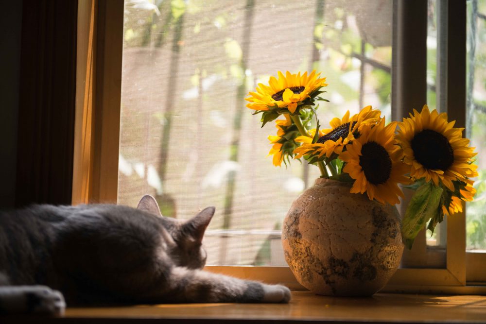 Sun Flower In Vase